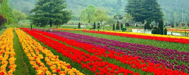 Indira Gandhi Memorial Tulip Garden